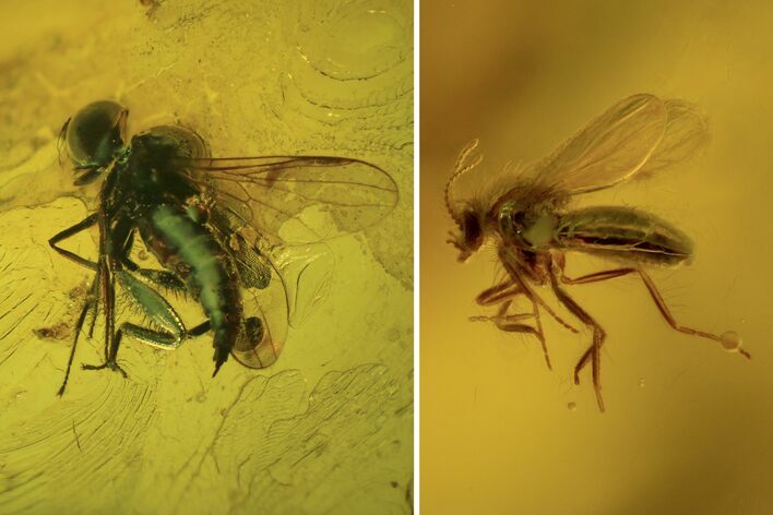 Fossil Flies (Diptera) In Baltic Amber #109416